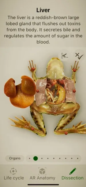 Froggipedia
